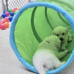 Golden Retriever Puppies from Pushin’ Sand Goldens