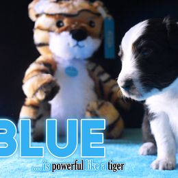 Boy 1 - Black Australian Shepherd puppy in Delta, Missouri from Nightblood Aussies