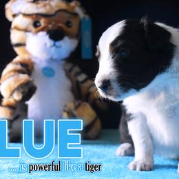 Boy 1 - Black Australian Shepherd puppy in Delta, Missouri from Nightblood Aussies