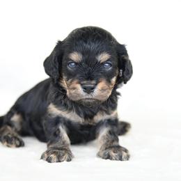 Winnie - Black and tan female Cavapoo puppy in Lawton, Oklahoma from Lindsey’s Cavies
