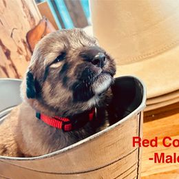 Red Collar - Badger male Colorado Mountain Dog puppy in Del Norte, Colorado from FAFO Ranch