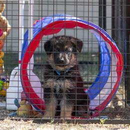 German Shepherd Puppies from vom Gannett