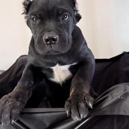 Cane Corso Puppies from Kero corsos
