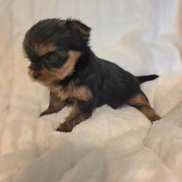 Lexi - Black and gold female Yorkshire Terrier puppy in Luray, Tennessee from Little Angel Yorkies