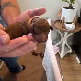 Boy 5 - male Poodle puppy in Olympia, Washington from Che Bella Amore Lagotti