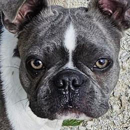 Judy blue - Boston Terrier