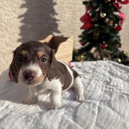 Dachshund Puppies from Doxiequad