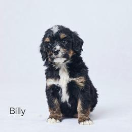 Billy - Tri-color male Bernedoodle puppy in Apple Creek, Ohio from Grandeur Valley Puppies