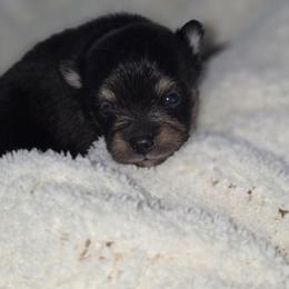 Rolo - Chocolate and tan parti male Pomeranian puppy in Arthur, Illinois from Dachs and Poms