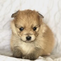 Pomeranian and Pomsky Puppies from Blueberry Poms and Pomskies
