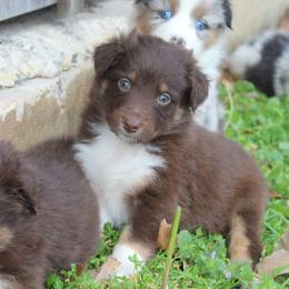 Kiki-1000 - Red tri-color female Australian Shepherd puppy in Star City, Arkansas from Blush & Lace Aussie Co.