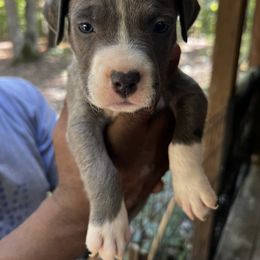 Boy 7 - American Staffordshire Terrier puppy in Spring Grove, Virginia from Lizera Bulldogs and AmStaffs