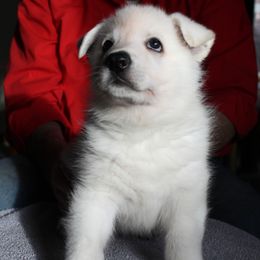 B - White male German Shepherd puppy in Yakima, Washington from Bahr-S German Shepherds
