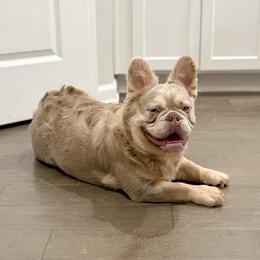 Tiny - French Bulldog