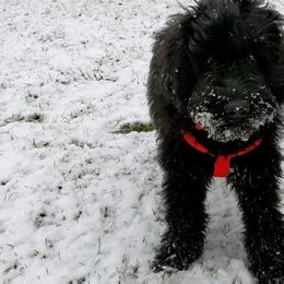 Goldendoodle All Grown Up from Lavender Field Doodles