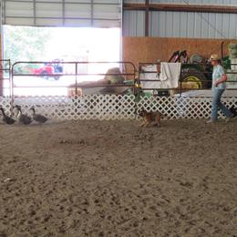 Belgian Tervuren Puppies from Beartooth Belgian Tervuren