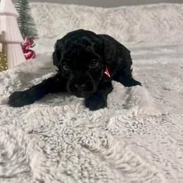 Michael - male Aussiedoodle puppy in Utica, Ohio from Poodle Me Crazy