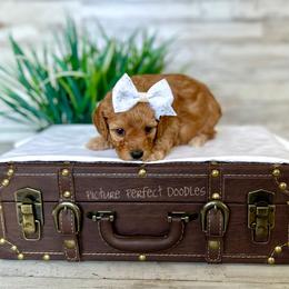 Purple Collar - Apricot female Cavapoo puppy in St George, Utah from Picture Perfect Doodles