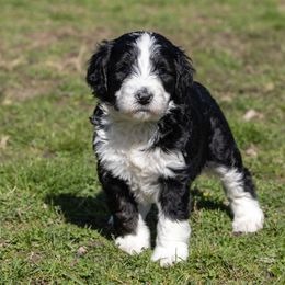Bernedoodle Puppies from CBKB Bernedoodle’s