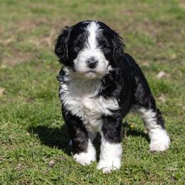 Bernedoodle Puppies from CBKB Bernedoodle’s