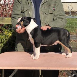 Bull Terrier Puppies from Bally Bull Terriers