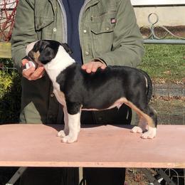 Bull Terrier Puppies from Bally Bull Terriers