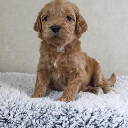 Juniper - Red  female Goldendoodle puppy in Warsaw, Ohio from Lovabledoodles