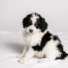 Miles finch - Tri-color male Bernedoodle puppy in Slc, Utah from Timp Doodles