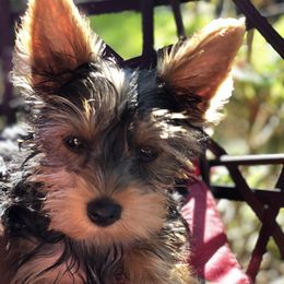 Yorkshire Terrier Puppies from YorkiStars