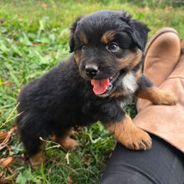 Outlaw - Black tri male Miniature Australian Shepherd puppy in Paris, Texas from Blue Envy Mini Aussies