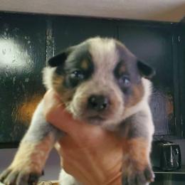 Standard Blue full mask - Blue speckled female Australian Cattle Dog puppy in Lenoir, North Carolina from Blue Coyote Ranch