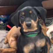 Boy 3 - Black German Pinscher puppy in Olympic Peninsula, Washington from Immer Treu German Pinschers