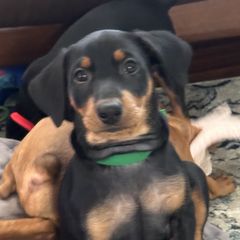 Boy 3 - Black German Pinscher puppy in Olympic Peninsula, Washington from Immer Treu German Pinschers