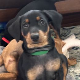 Boy 3 - Black German Pinscher puppy in Olympic Peninsula, Washington from Immer Treu German Pinschers
