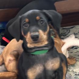 Boy 3 - Black German Pinscher puppy in Olympic Peninsula, Washington from Immer Treu German Pinschers