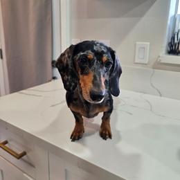 Qweenie - Dachshund