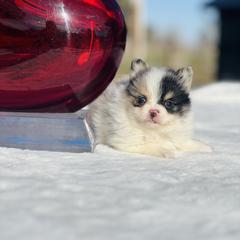 Jerry - Pomeranian puppy in Hollywood, California from Hollywood Mini Pets