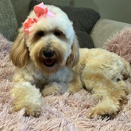 Charlie - Goldendoodle