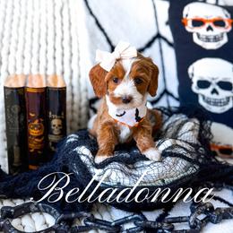 Belladonna - Red  female Goldendoodle puppy in Springville, Utah from Happy Doodle