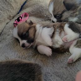 Cardigan Welsh Corgi and Pembroke Welsh Corgi Puppies from Glen Clova Keep Corgis