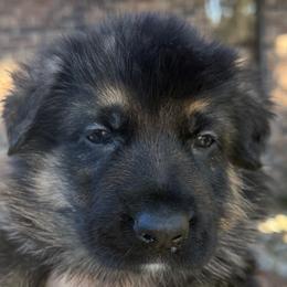 Bogart - Black and tan male German Shepherd puppy in Central Florida, Florida from Vom Furstenhund