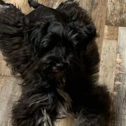 Ralph - Miniature Schnauzer