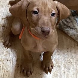 Vizsla Puppies from Carlson Vizslas