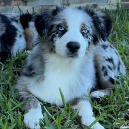 Annie - Miniature American Shepherd
