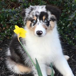 Australian Shepherds from TANDEM Aussies