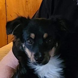 Patsy - Miniature Australian Shepherd