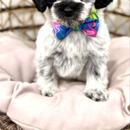 June-Turquoise - Black and chalk female Australian Labradoodle puppy in Calhoun, Louisiana from Arrowhead Australian Labradoodles