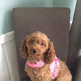 Chloe - Poodle