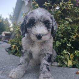 Brie - Blue merle female Bernedoodle puppy in Blackfoot, Idaho from Draper Mountain Doodles