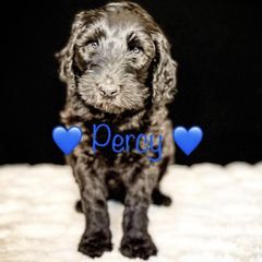 Double Doodle and Goldendoodle Puppies from Patterson Doodles